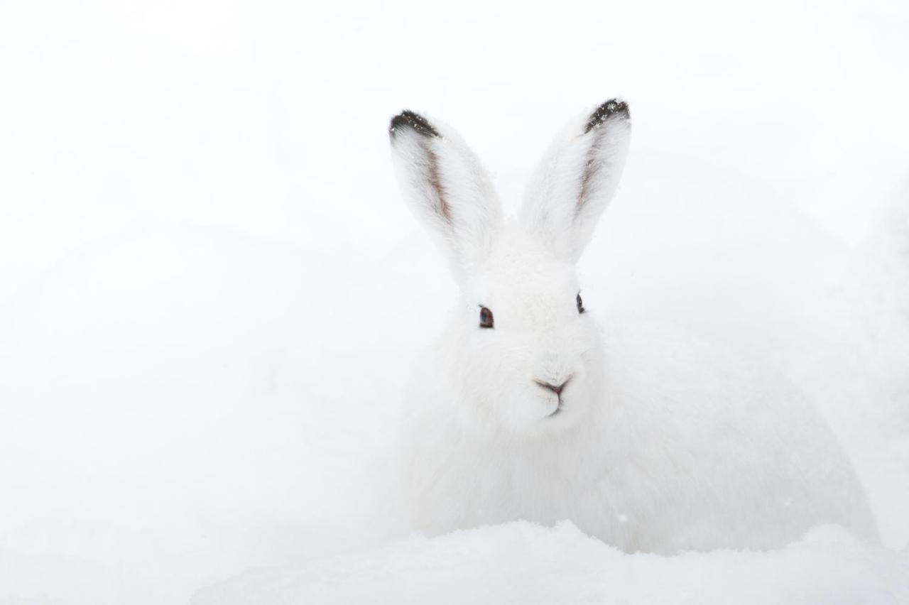 Chalet ?Snow Bunny? Stadl an der Mur Extérieur photo